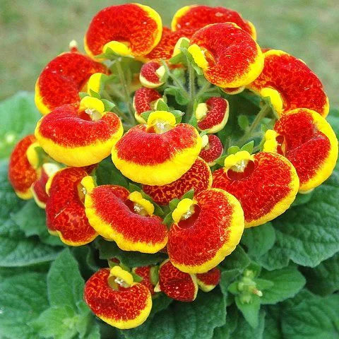 Slipper Blumensamen zur Aussaat leuchtend Traditionssorte & ohne Gentechnik Samen Hausgarten