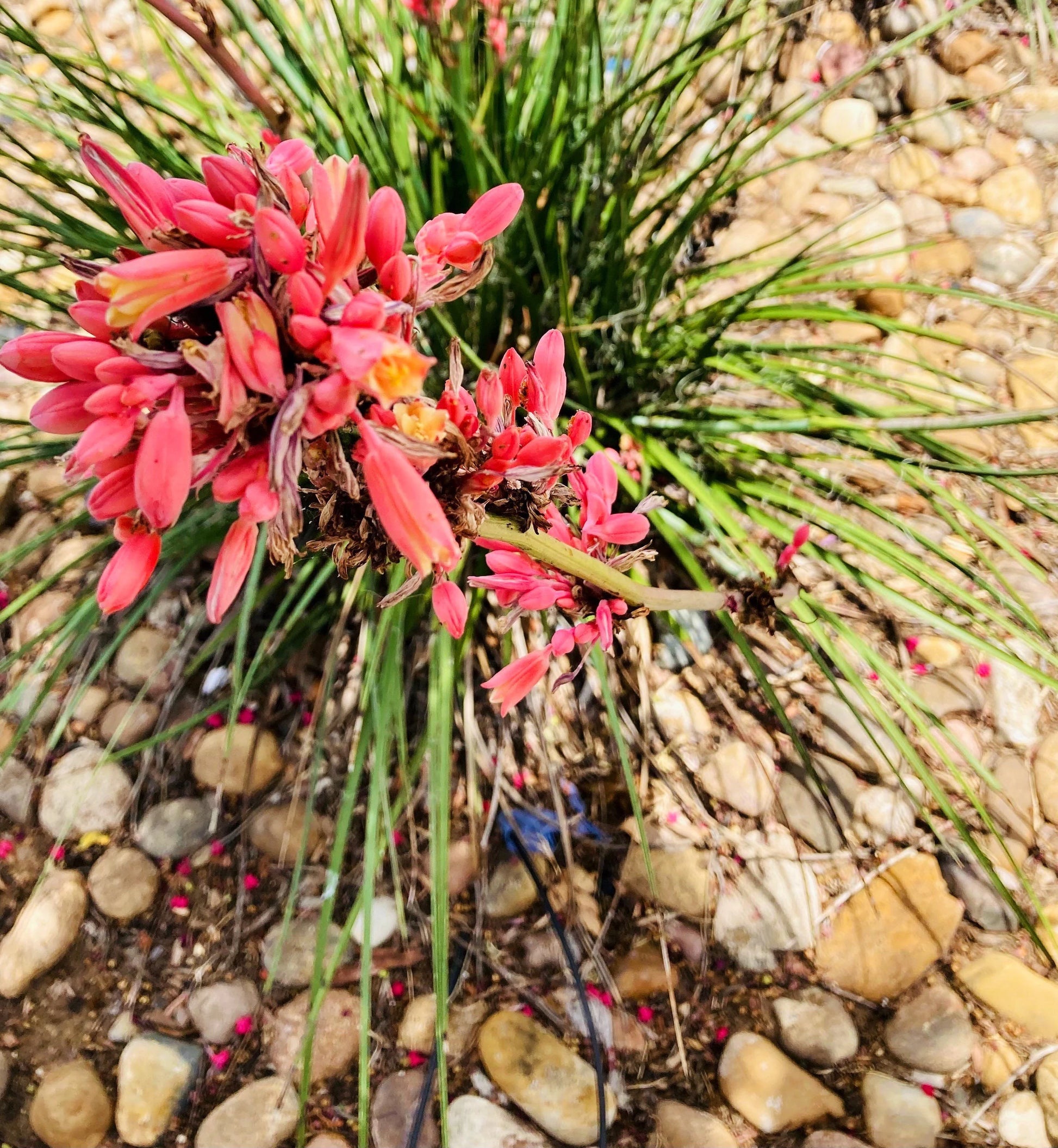 Yucca Blumensamen zur Aussaat saisonal Dauerblüher Traditionssorte & ohne Gentechnik Samen Hausgarten