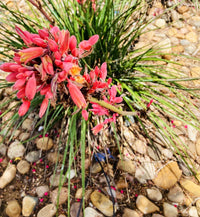 Yucca Blumensamen zur Aussaat saisonal Dauerblüher Traditionssorte & ohne Gentechnik Samen Hausgarten