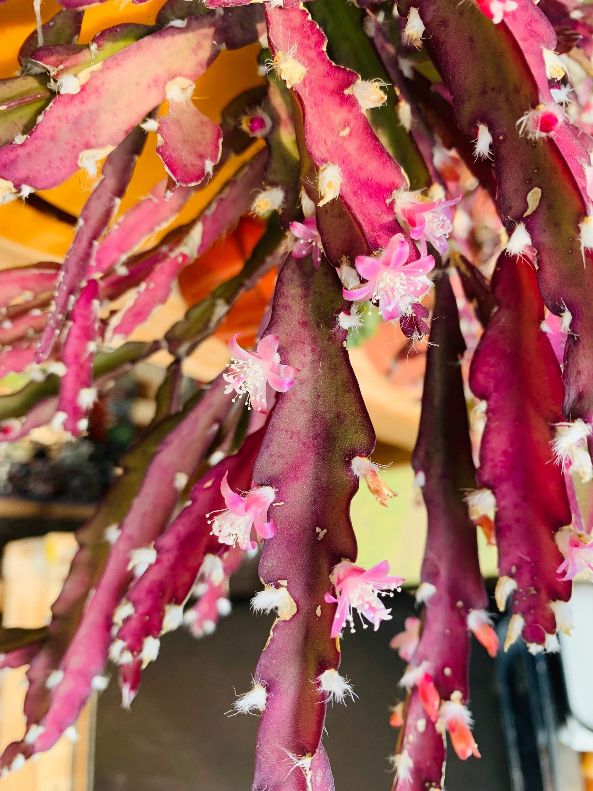 Violett Lepismium Blumensamen zur Aussaat – robust Sorte – Traditionssorte & ohne Gentechnik Samen Hausgarten
