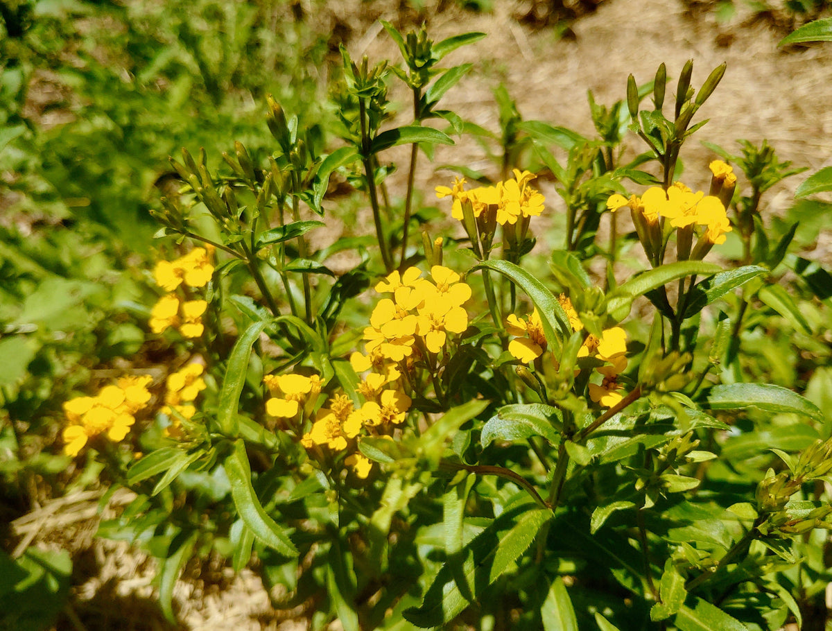 Tagetes lucida blume samen for anpflanzung - cut blume favorite, heirloom & gmo free samen for home garten
 
 sale for anpflanzung in home garten.