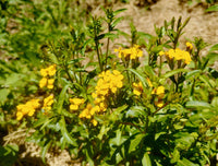 Tagetes lucida blume samen for anpflanzung - cut blume favorite, heirloom & gmo free samen for home garten
 
 sale for anpflanzung in home garten.