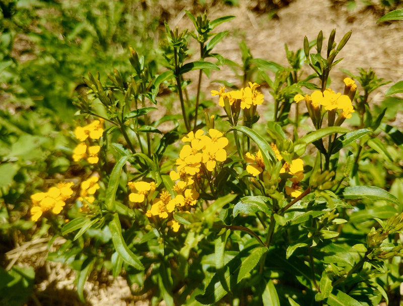 Tagetes lucida blume samen for anpflanzung - cut blume favorite, heirloom & gmo free samen for home garten
 
 sale for anpflanzung in home garten.