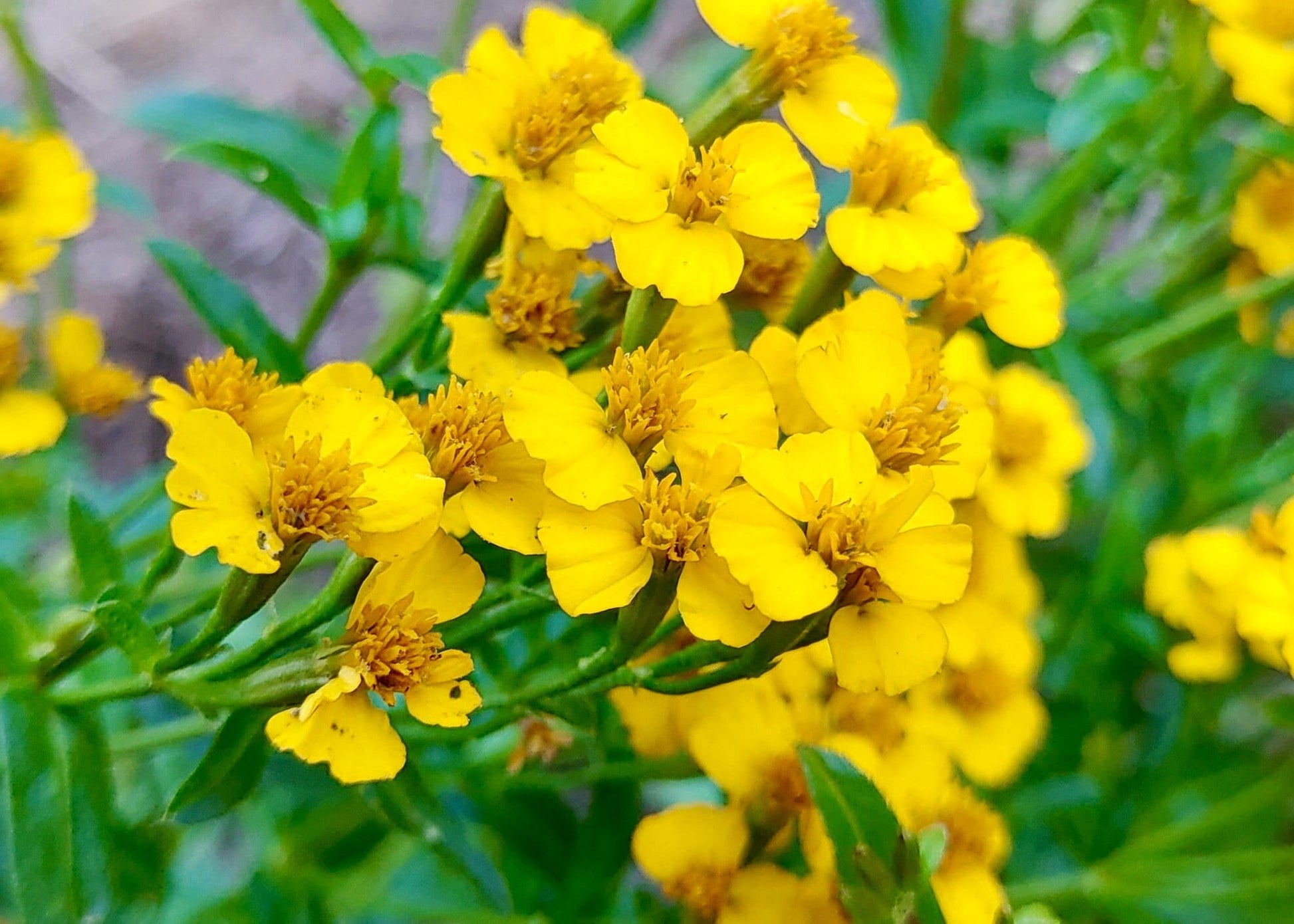 Tagetes Lucida Blumensamen zur Aussaat – Schnitt Blume beliebt – Traditionssorte & ohne Gentechnik Samen Hausgarten