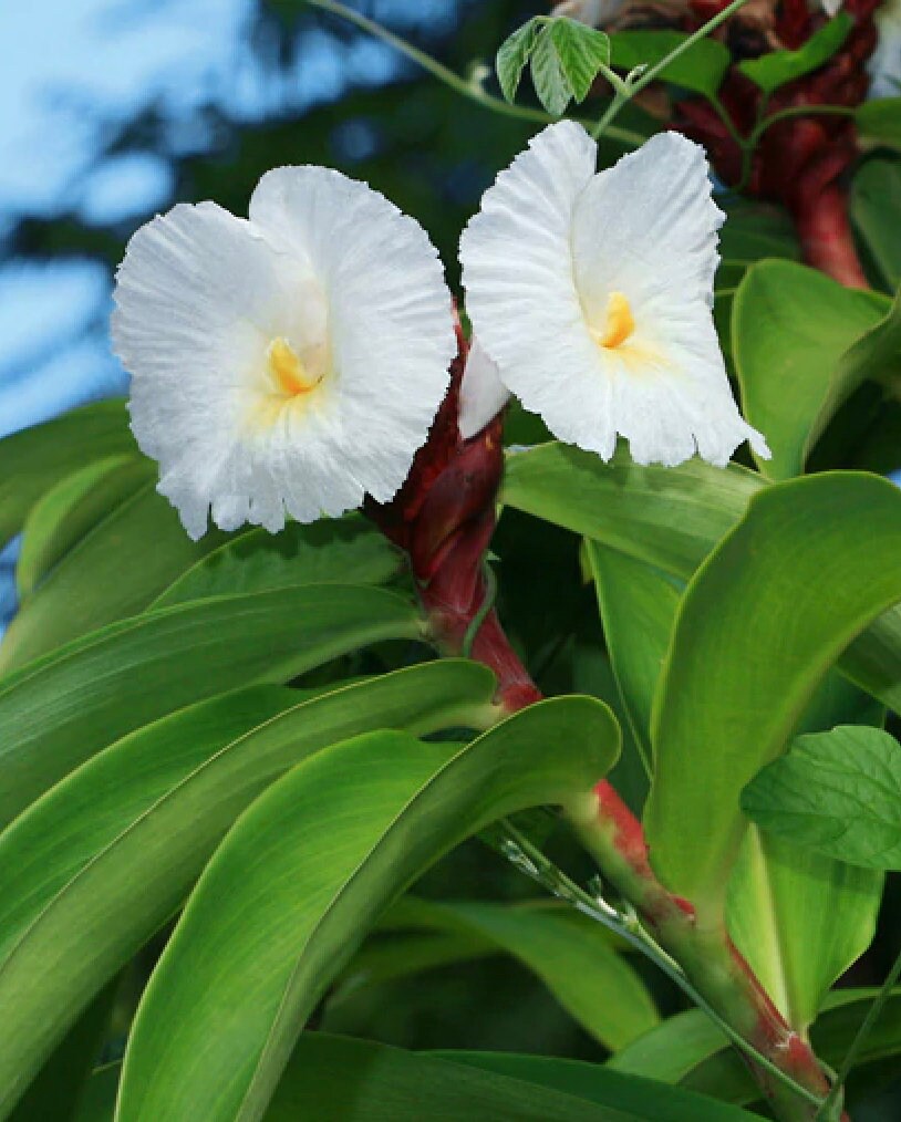 Heirloom (heirloom costus) samen for anpflanzung in home garten