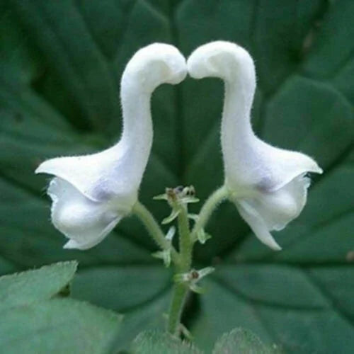 Weiß Swan Blumensamen zur Aussaat lang Blüte Saison Traditionssorte & ohne Gentechnik Samen Hausgarten
