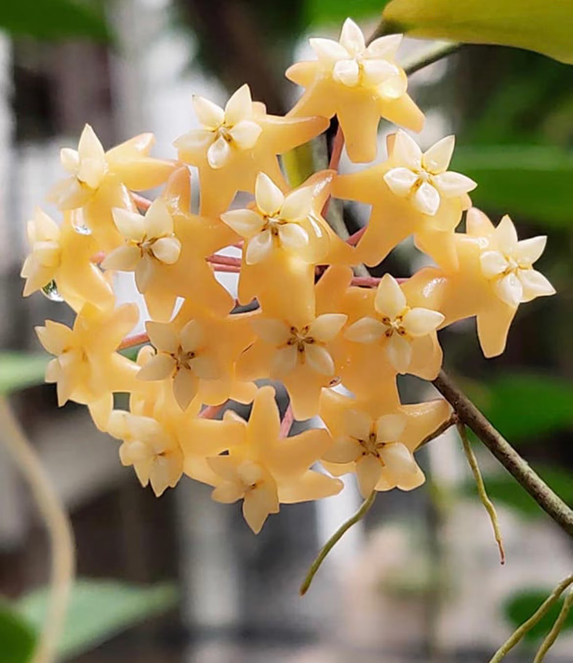 Hoya Carnosa Blumensamen zur Aussaat – ideal Rabatten – Traditionssorte & ohne Gentechnik Samen Hausgarten