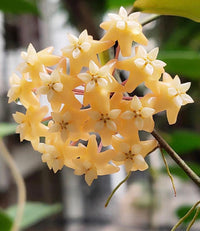 Hoya Carnosa Blumensamen zur Aussaat – ideal Rabatten – Traditionssorte & ohne Gentechnik Samen Hausgarten