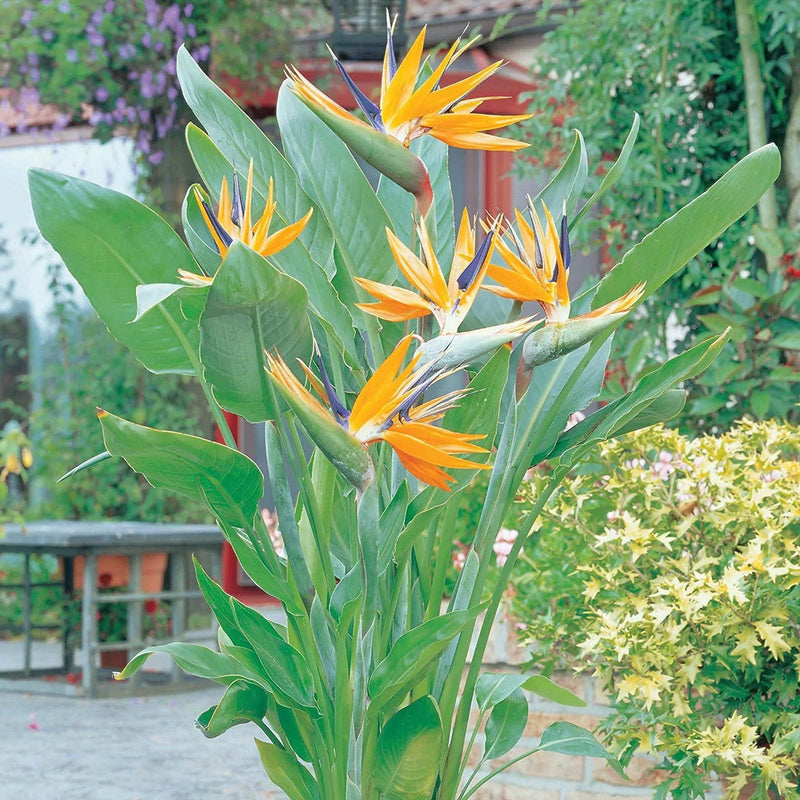 Gelb (gelb blau) samen for anpflanzung in home garten