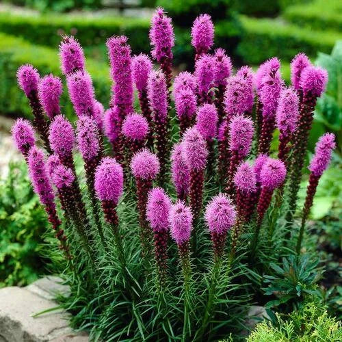 Liatris Blumensamen zur Aussaat leuchtend mehrjährige Blüten