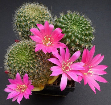 Rosa rebutia violaciflora blume samen for anpflanzung - cottage garten essential, heirloom & gmo free samen for home garten
 
 sale samen for anpflanzung in home garten