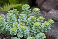 Grün Rhodiola Rosea Blumensamen zur Aussaat – robust Sorte – Traditionssorte & ohne Gentechnik Samen Hausgarten
