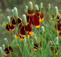 Ratibida Columnaris Blumensamen zur Aussaat Garten beliebt Traditionssorte & ohne Gentechnik Samen Hausgarten