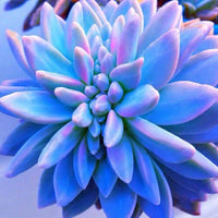 dunkel Blau Nopalxochia Blumensamen zur Aussaat saisonal Dauerblüher Traditionssorte & ohne Gentechnik Samen Hausgarten