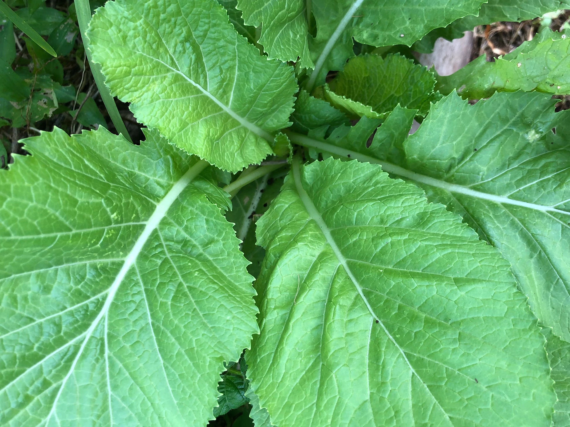 Traditionell Mustard Gemüse Samen zum Pflanzen