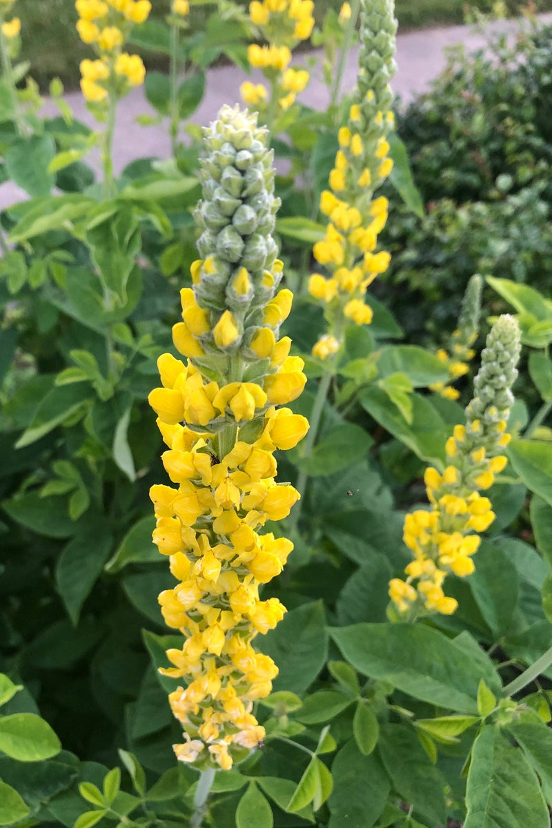 Carolina lupine lupinus spp for anpflanzung in blume bed