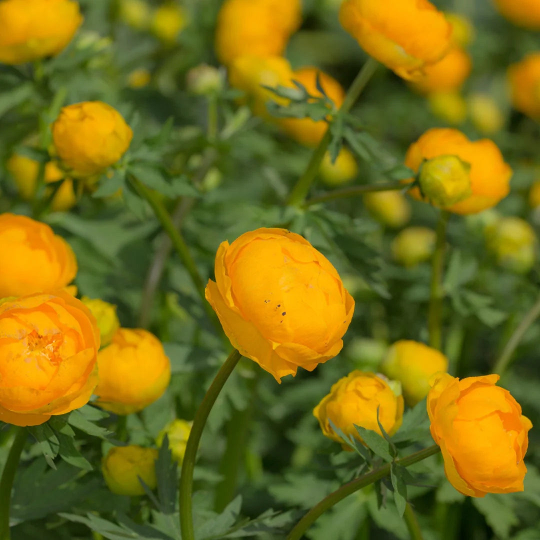 Trollius Blumensamen ideal zur Aussaat