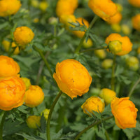 Eschscholzia Blumensamen einfache Aussaat