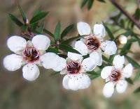 Weiß Leptospermum Citratum Baum Aussaat Samen Wuchs und duftend Blüten Garten