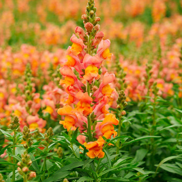 Orange Snapdragon Blumensamen zur Aussaat – Bestäuber freundlich – Traditionssorte & ohne Gentechnik Samen Hausgarten