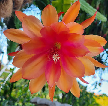 Orange Epiphyllum Oxypetalum Blumensamen zur Aussaat ideal Rabatten Traditionssorte & ohne Gentechnik Samen Hausgarten