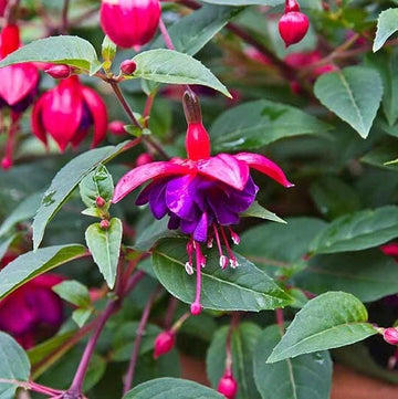 Rot Rosa Fuchsie Hybrida Blumensamen zur Aussaat pflegeleicht Traditionssorte & ohne Gentechnik Samen Hausgarten