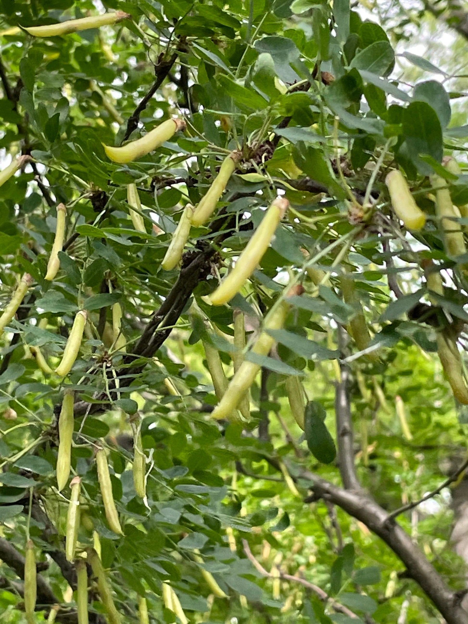 Caragana Arborescens Samen zum Pflanzen - Green Tree Variety