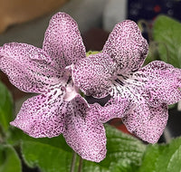 Streptocarpus blume samen for anpflanzung - low maintenance, heirloom & gmo free samen for home garten
 
 sale samen for anpflanzung in home garten