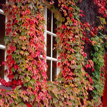 Multi-Colored Boston Ivy Blumensamen zur Aussaat – robust Sorte – Traditionssorte & ohne Gentechnik Samen Hausgarten