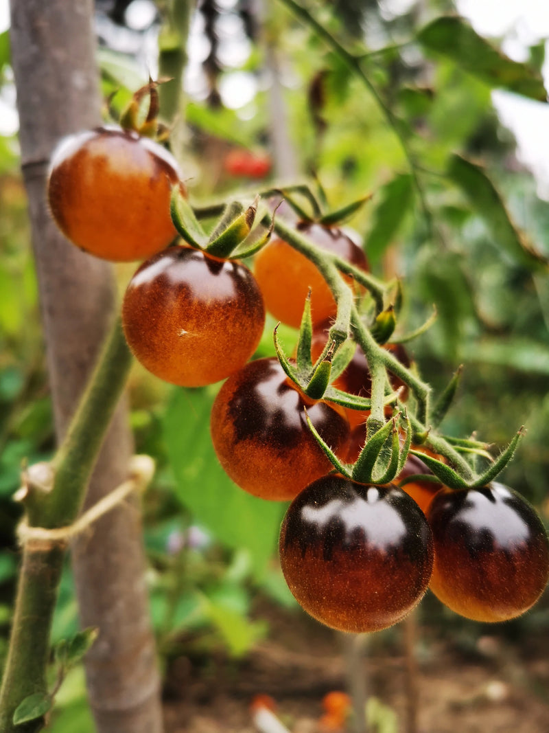 Semi di pomodoro giallo-nero da piantare