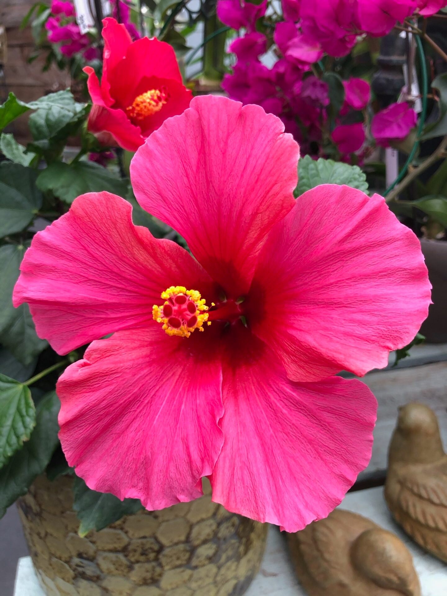 Thick Rosa Hibiskus Blumensamen zur Aussaat – Landhaus Garten wichtig – Traditionssorte & ohne Gentechnik Samen Hausgarten
