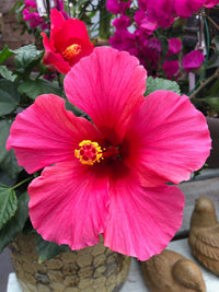 Thick Rosa Hibiskus Blumensamen zur Aussaat – Landhaus Garten wichtig – Traditionssorte & ohne Gentechnik Samen Hausgarten