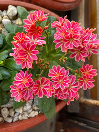 Lewisia cotyledon blume samen for anpflanzung - garten favorite, heirloom & gmo free samen for home garten
 
 sale for anpflanzung in home garten.