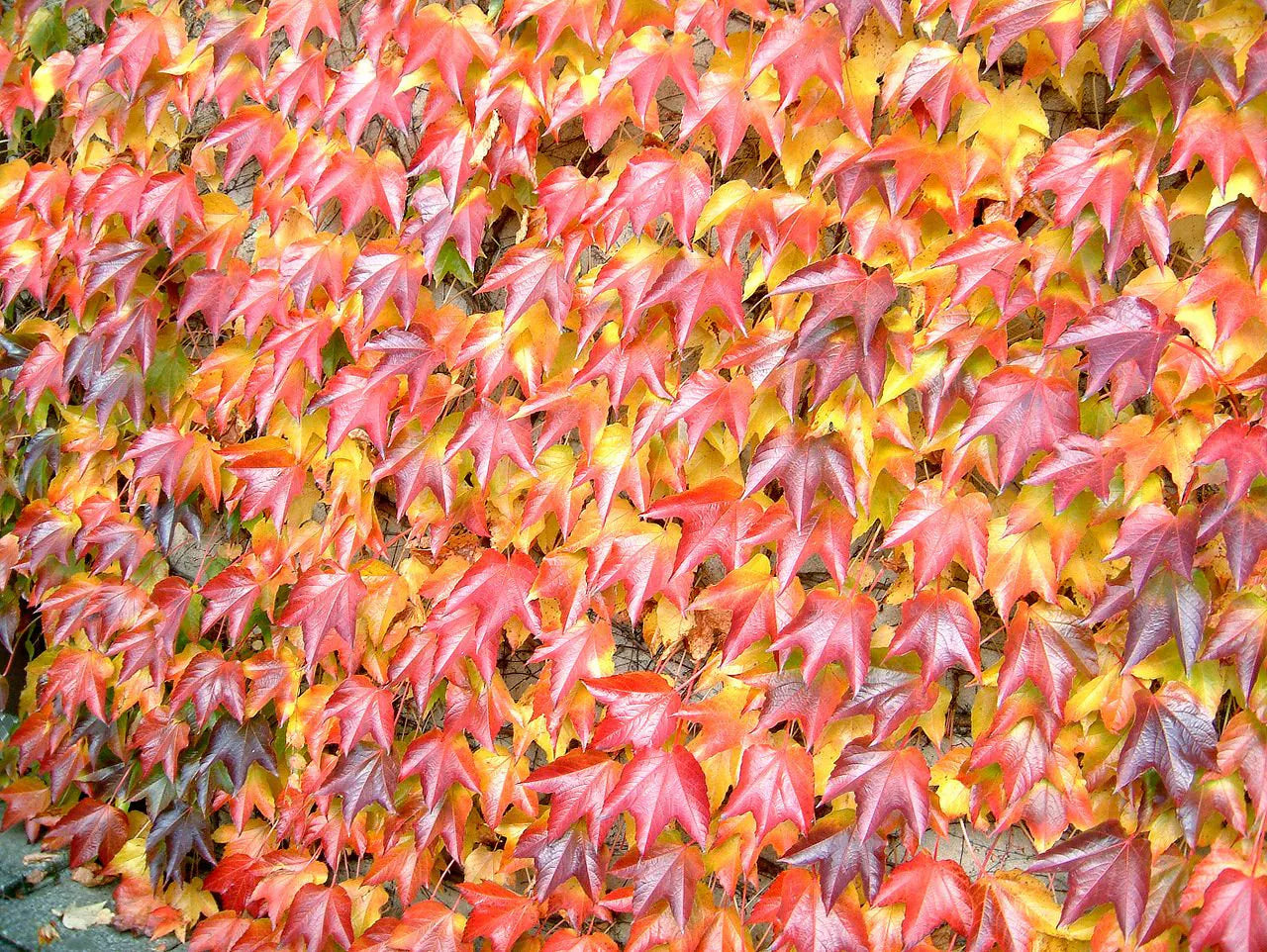 Gelb Rot Boston Ivy Blumensamen zur Aussaat – Halbschatten verträglich – Traditionssorte & ohne Gentechnik Samen Hausgarten
