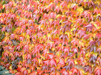 Gelb Rot Boston Ivy Blumensamen zur Aussaat – Halbschatten verträglich – Traditionssorte & ohne Gentechnik Samen Hausgarten