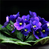 Traditionssorte Saintpaulia Blumensamen zur Aussaat Schnitt Blume beliebt Traditionssorte & ohne Gentechnik Samen Hausgarten