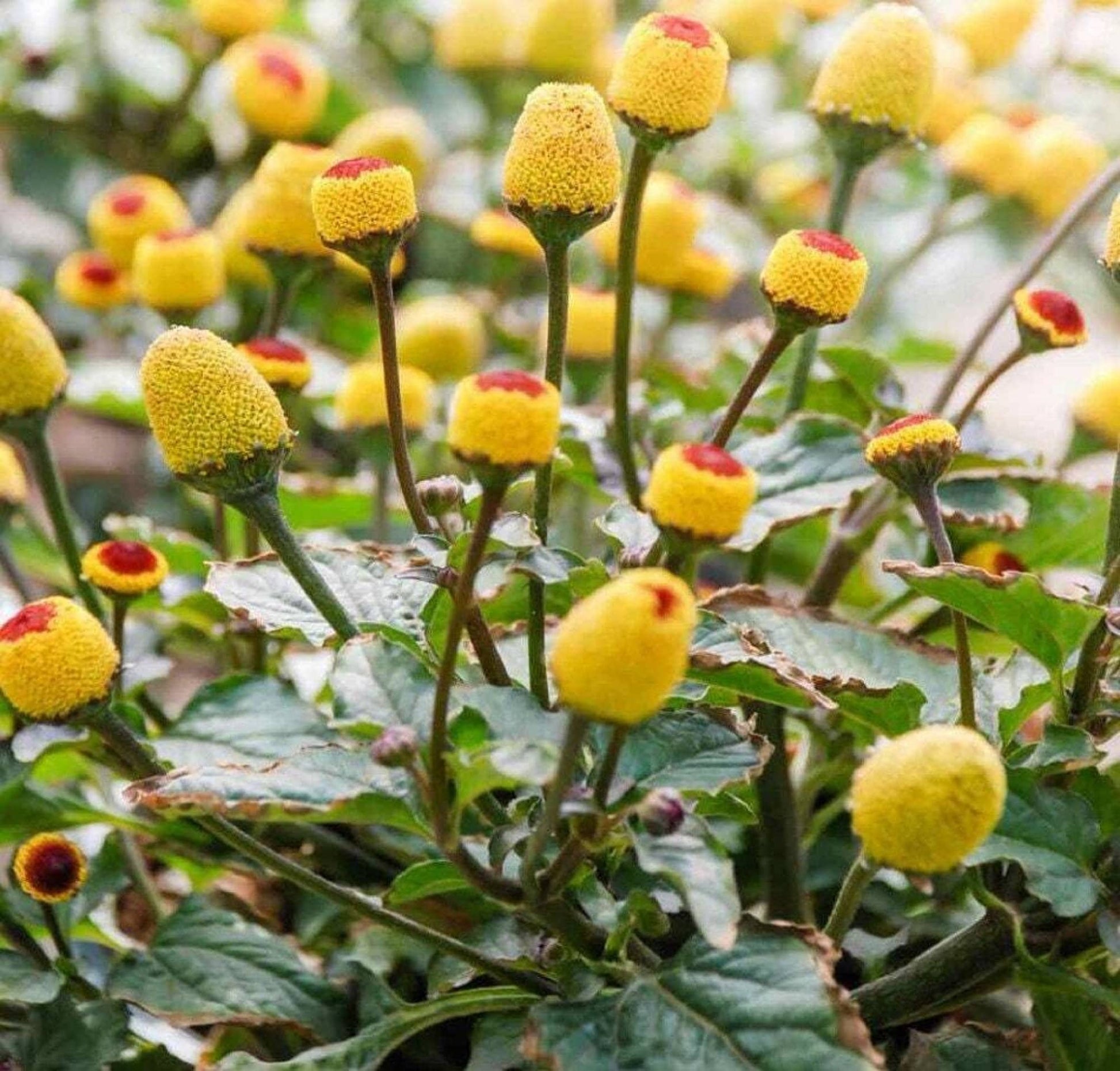 Gelb Spilanthes Blumensamen zur Aussaat – farbenfroh Schau – Traditionssorte & ohne Gentechnik Samen Hausgarten
