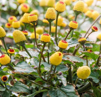 Gelb Spilanthes Blumensamen zur Aussaat – farbenfroh Schau – Traditionssorte & ohne Gentechnik Samen Hausgarten