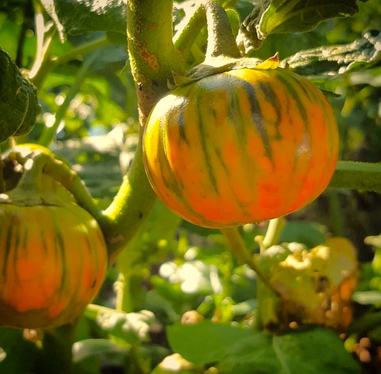 Türkische orangefarbene Aubergine Samen für einfaches Anpflanzen