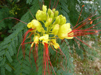 Caesalpinia Gilliesii Blumensamen zur Aussaat leuchtend Blüten Traditionssorte & ohne Gentechnik Samen Hausgarten