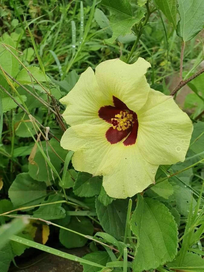 Hibiscus (hibiscus vitifolius) samen for anpflanzung in home garten