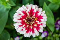 Zinnie Weiß Rosa Blumensamen zur Aussaat – Garten beliebt – Traditionssorte & ohne Gentechnik Samen Hausgarten