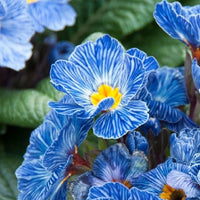 Blau Schlüsselblume Blumensamen zur Aussaat kompakt Wuchs Traditionssorte & ohne Gentechnik Samen Hausgarten