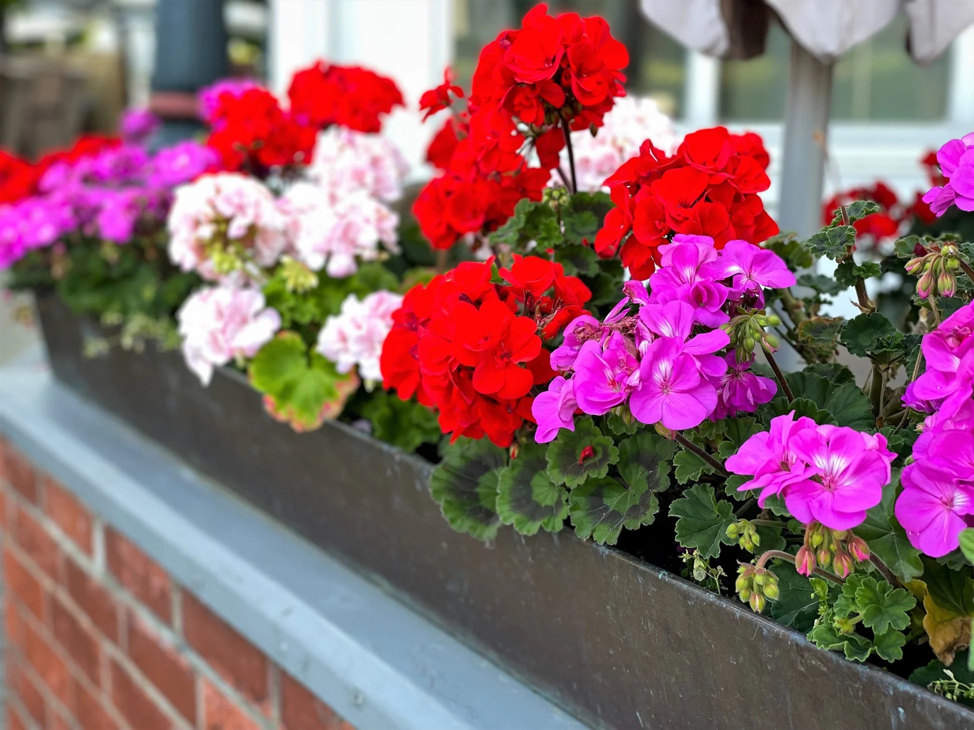 mehrfarbige Geranie Blumensamen einzigartig und Dynamic Garten Aussaat