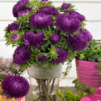 dunkel Violett Aster Blumensamen zur Aussaat Halbschatten verträglich Traditionssorte & ohne Gentechnik Samen Hausgarten