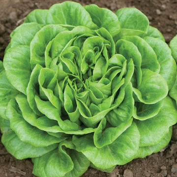 Green Bibb Gemüsesamen, Essential Planting Tips