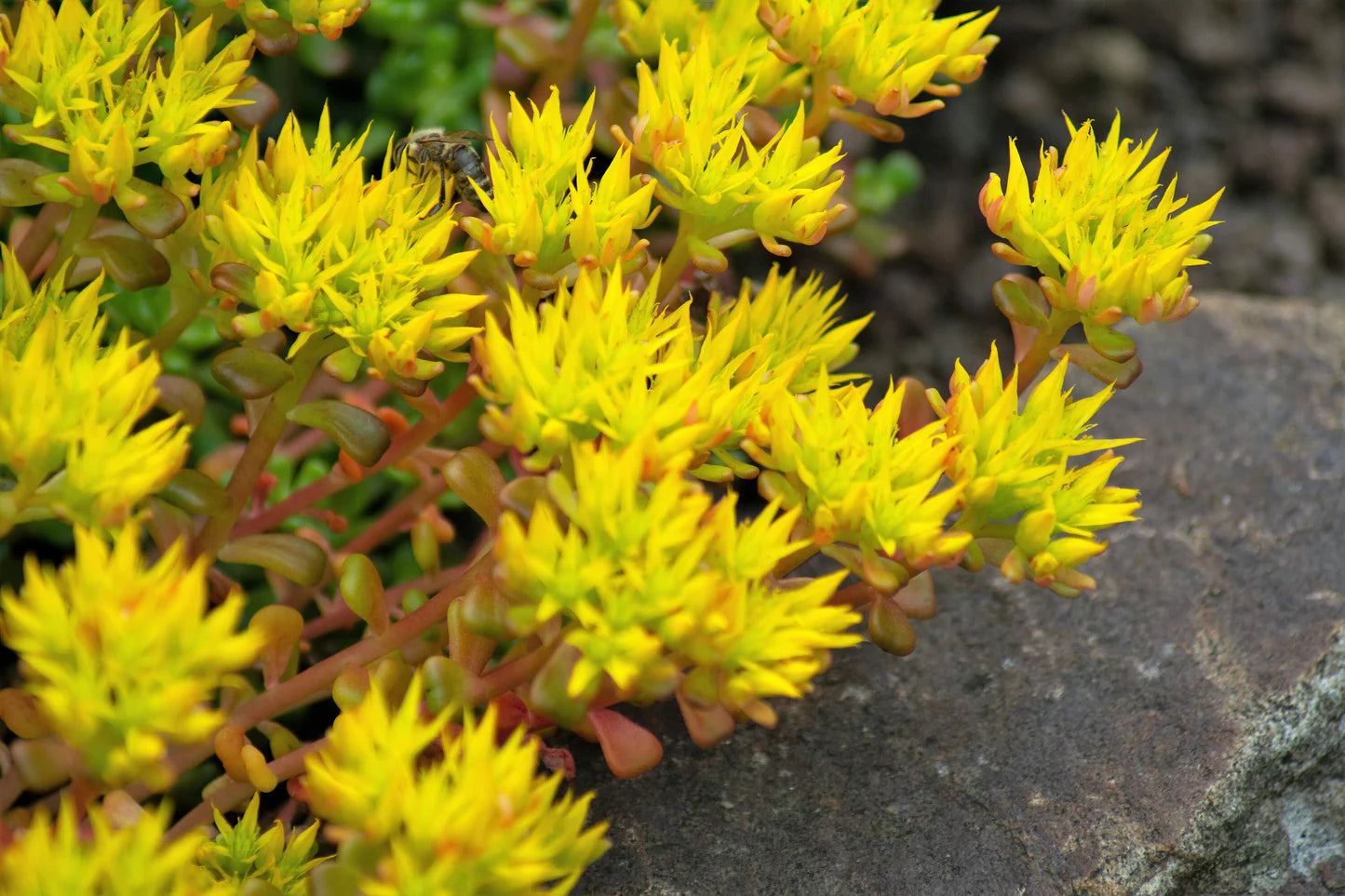Gelb Sedum Oreganum Blumensamen zur Aussaat – Wildblume Mischung – Traditionssorte & ohne Gentechnik Samen Hausgarten