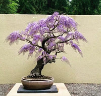 Violett Simsii Bonsai Blumensamen zur Aussaat Garten beliebt Traditionssorte & ohne Gentechnik Samen Hausgarten