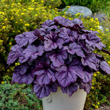 Lila heuchera blume samen for anpflanzung - pollinator friendly, heirloom & gmo free samen for home garten
 
 sale samen for anpflanzung in home garten