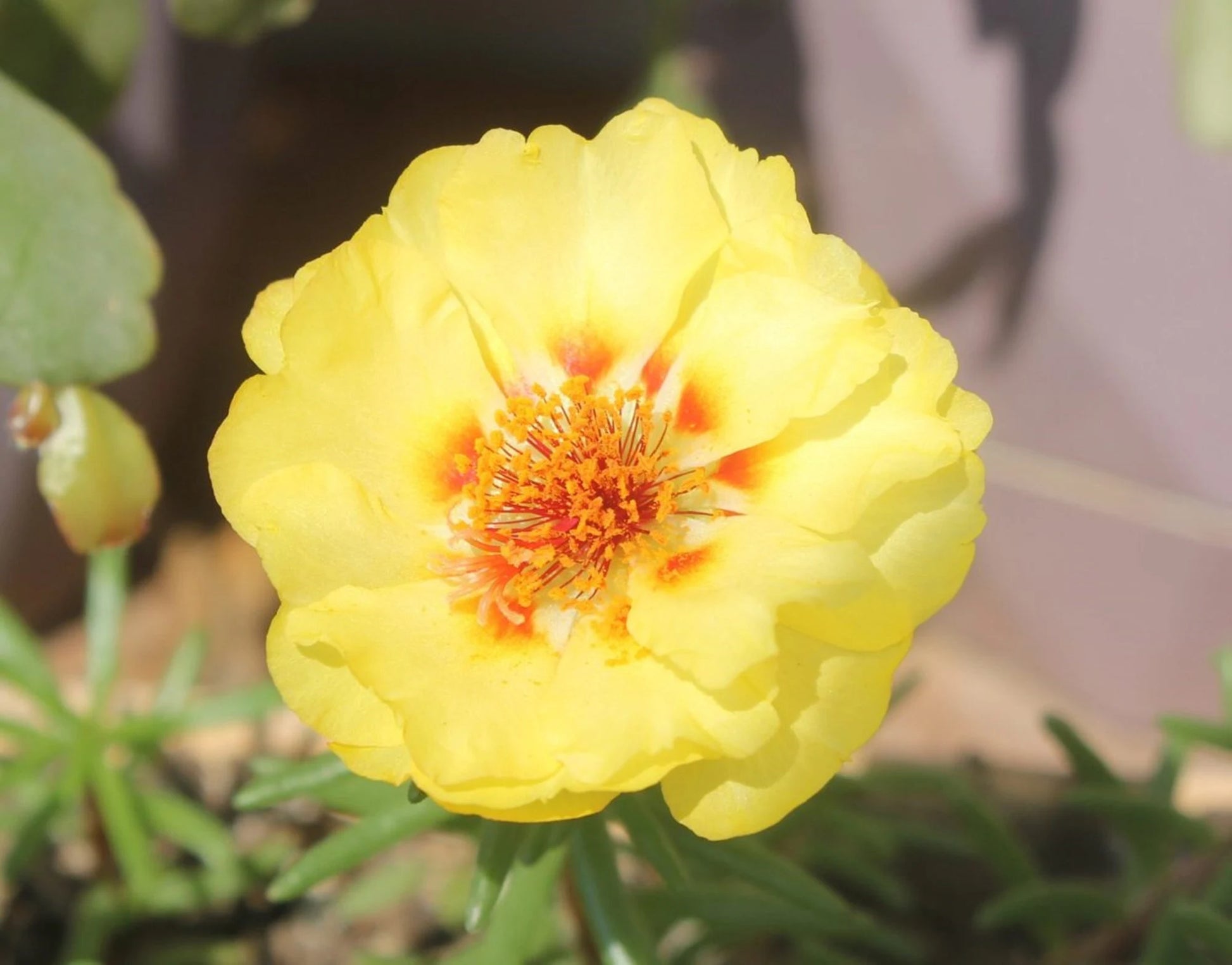 Portulaca Grandiflora Blume Blumensamen zur Aussaat Wildblume Mischung Traditionssorte & ohne Gentechnik Samen Hausgarten